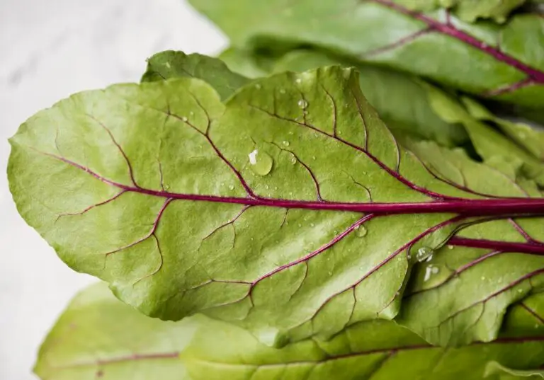 antioxidant spinach